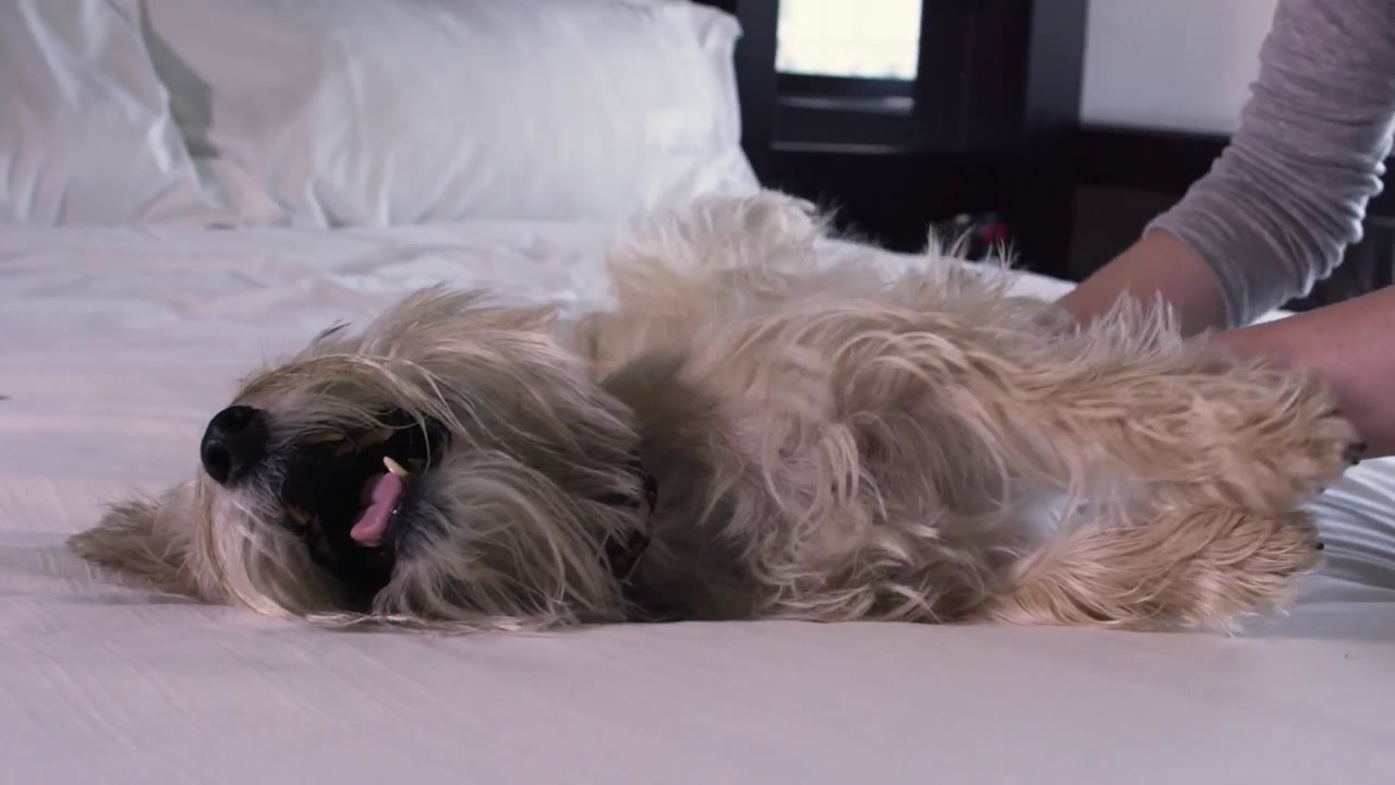 How to Vegas — With Pets